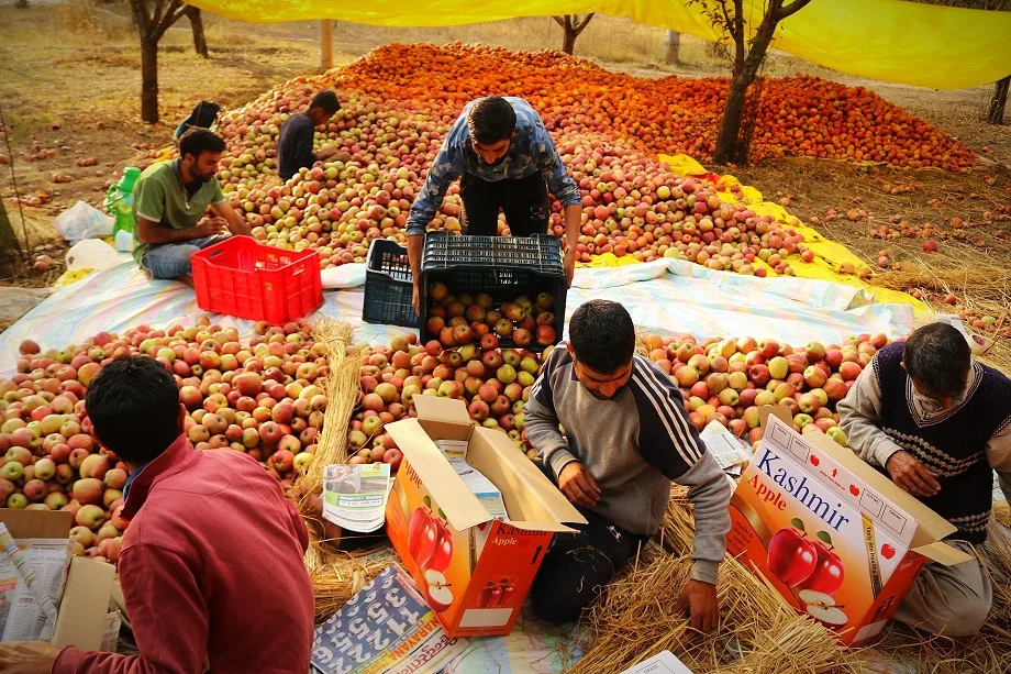 Apple Cart Turns: Kashmir Expects Boom in Turkish Fruit Boycott 